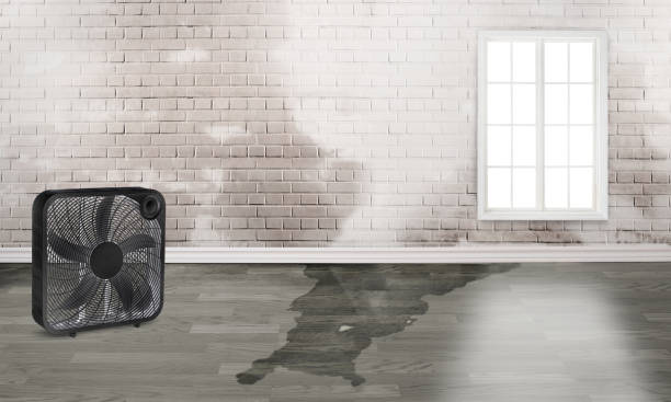 Best Water damage cleanup near me  in Vale, OR